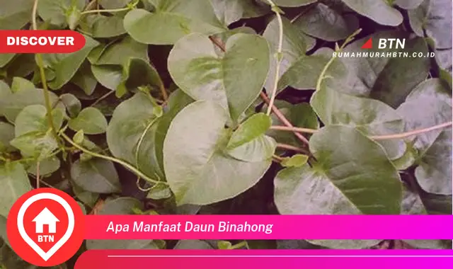 apa manfaat daun binahong