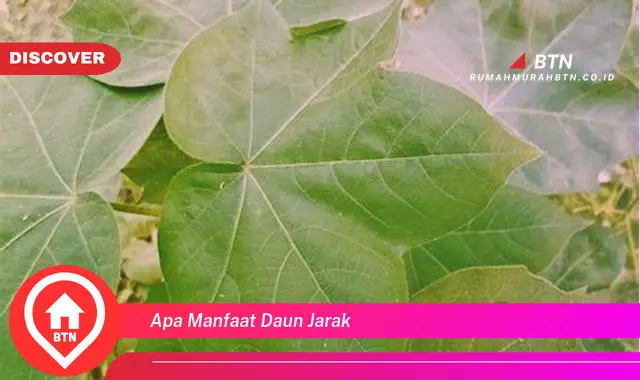 apa manfaat daun jarak