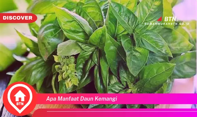 apa manfaat daun kemangi