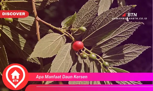 apa manfaat daun kersen