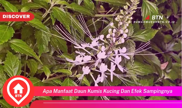 apa manfaat daun kumis kucing dan efek sampingnya