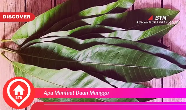 apa manfaat daun mangga