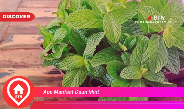 apa manfaat daun mint