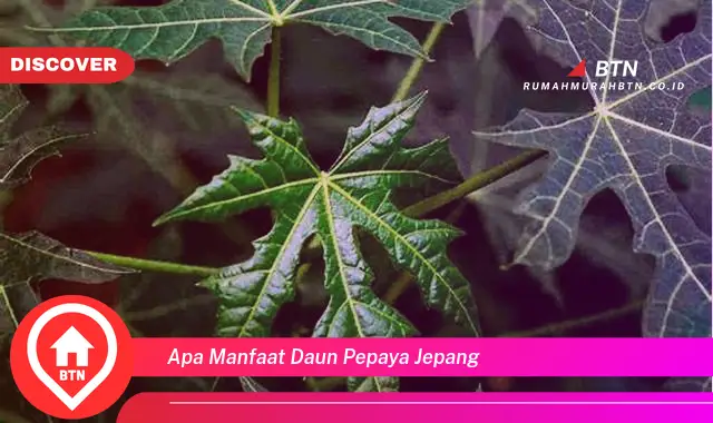 apa manfaat daun pepaya jepang