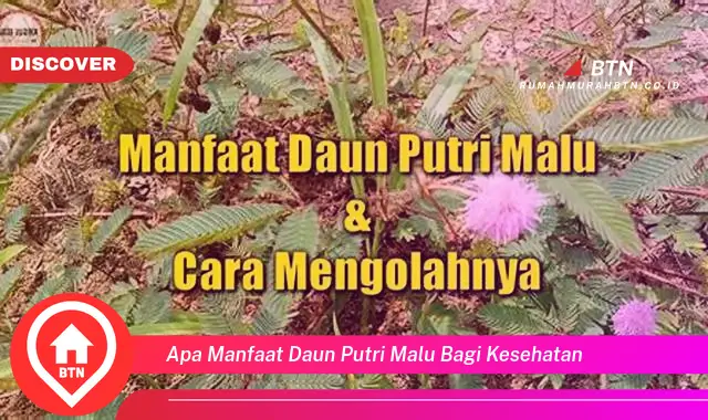 apa manfaat daun putri malu bagi kesehatan