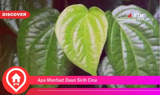 apa manfaat daun sirih cina