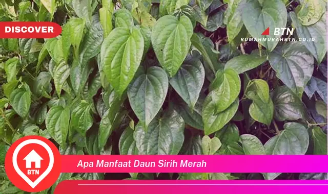 apa manfaat daun sirih merah