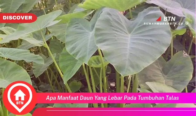 apa manfaat daun yang lebar pada tumbuhan talas