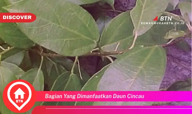 bagian yang dimanfaatkan daun cincau