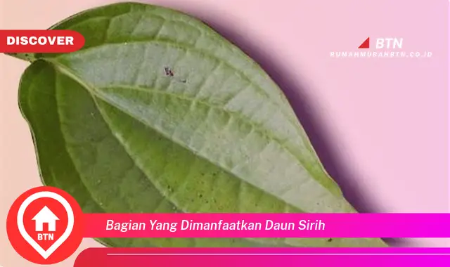 bagian yang dimanfaatkan daun sirih