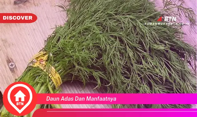 daun adas dan manfaatnya