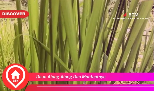 daun alang alang dan manfaatnya