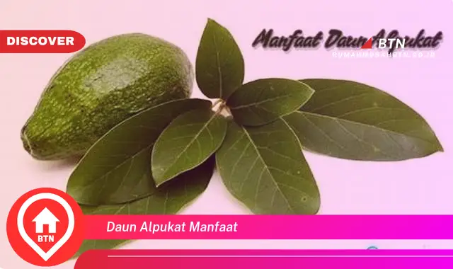 daun alpukat manfaat