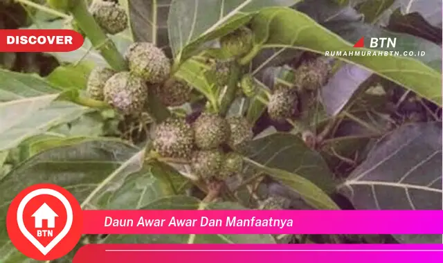 daun awar awar dan manfaatnya