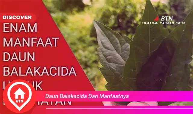 daun balakacida dan manfaatnya