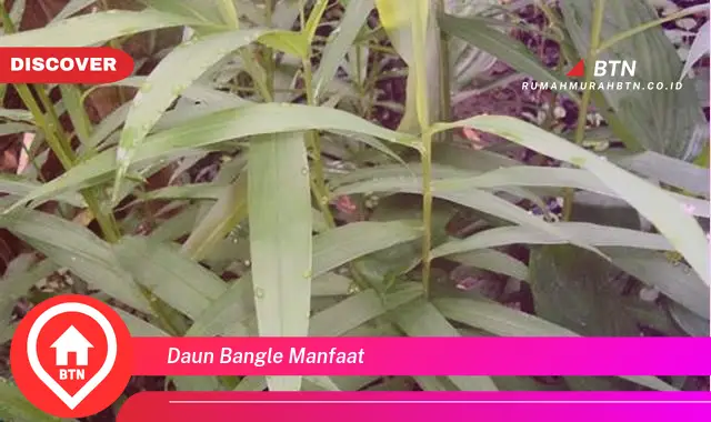 daun bangle manfaat