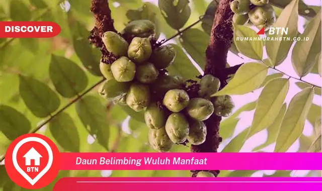 daun belimbing wuluh manfaat