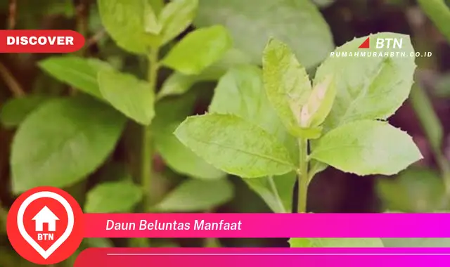 daun beluntas manfaat