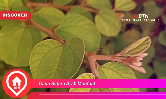 daun bidara arab manfaat