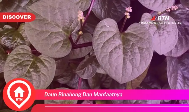 daun binahong dan manfaatnya