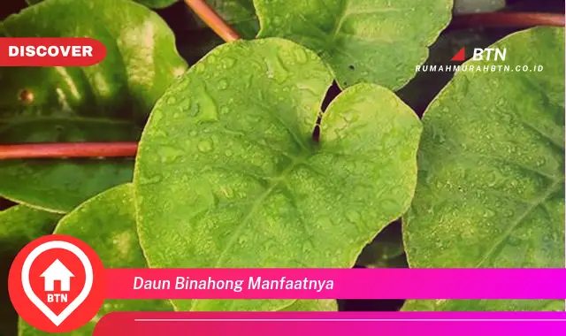 daun binahong manfaatnya