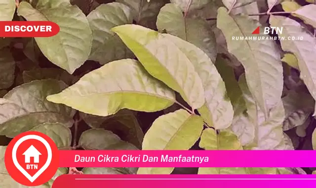 daun cikra cikri dan manfaatnya