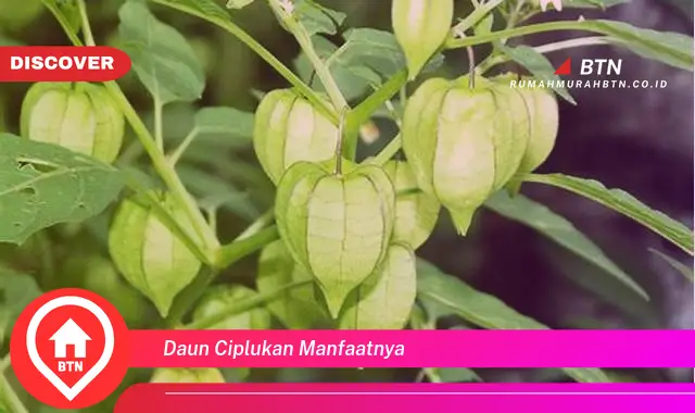 daun ciplukan manfaatnya