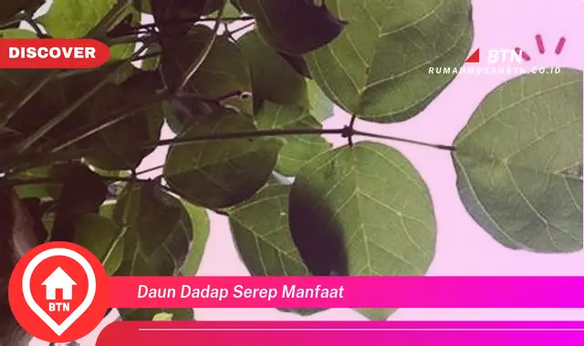 daun dadap serep manfaat