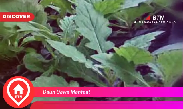 daun dewa manfaat