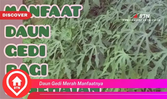 daun gedi merah manfaatnya