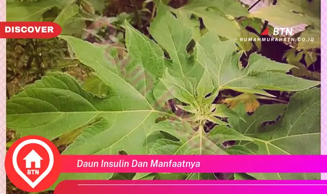 daun insulin dan manfaatnya