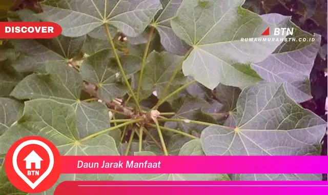 daun jarak manfaat