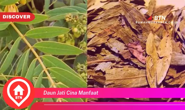 daun jati cina manfaat