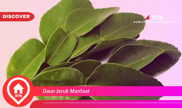 daun jeruk manfaat