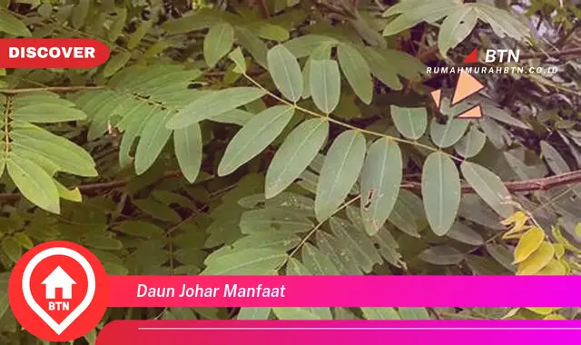 daun johar manfaat