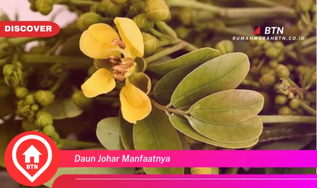 daun johar manfaatnya