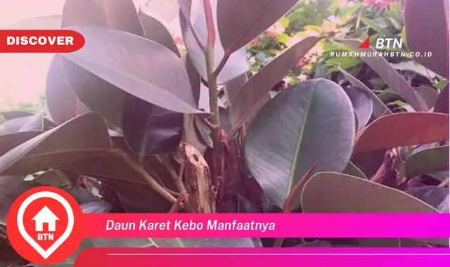 daun karet kebo manfaatnya