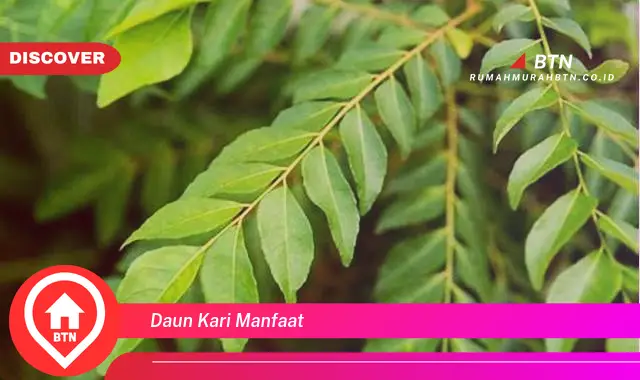 daun kari manfaat