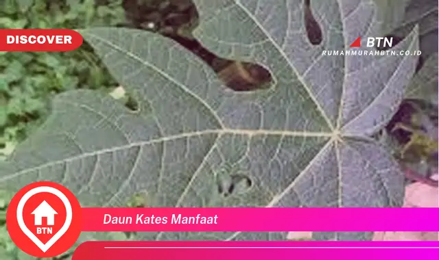 daun kates manfaat