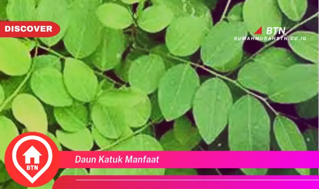 daun katuk manfaat