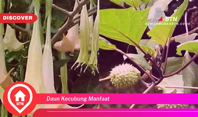 daun kecubung manfaat