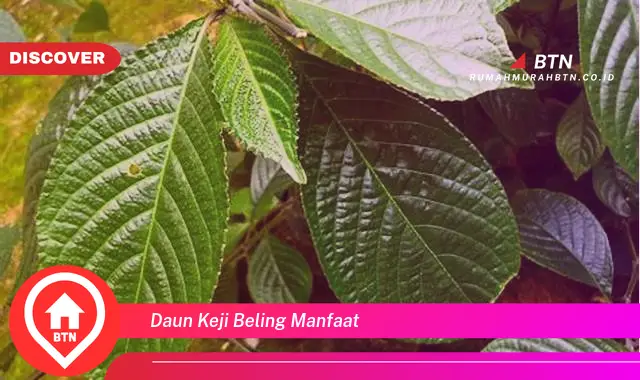 daun keji beling manfaat