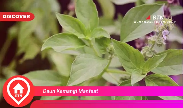 daun kemangi manfaat