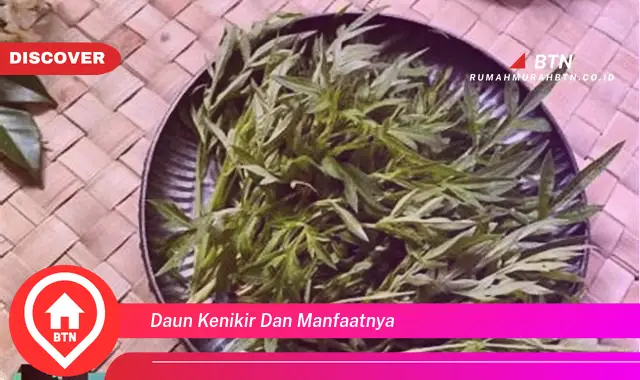 daun kenikir dan manfaatnya