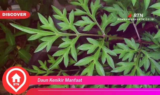 daun kenikir manfaat