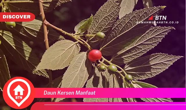 daun kersen manfaat