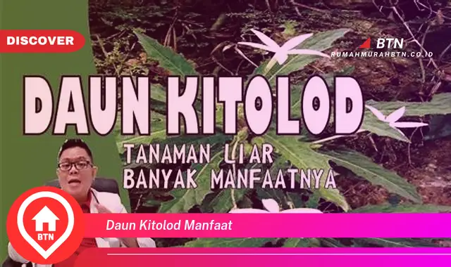 daun kitolod manfaat