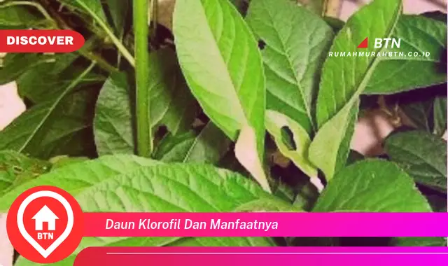 daun klorofil dan manfaatnya