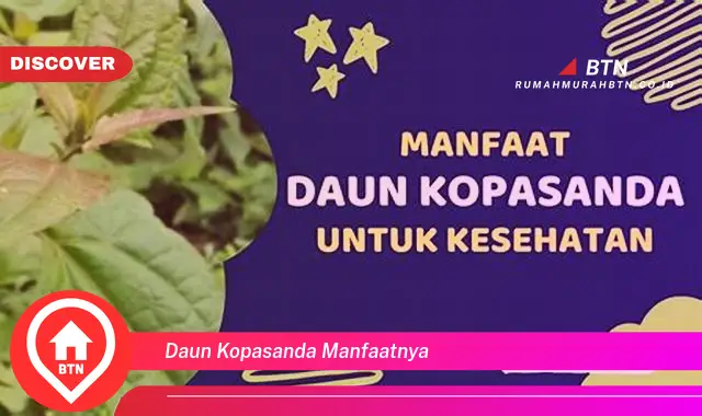 daun kopasanda manfaatnya