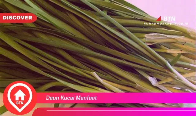 daun kucai manfaat